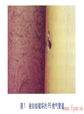 白蟻對(duì)PE燃?xì)夤艿赖钠茐募胺乐未胧? /></a> <span id=